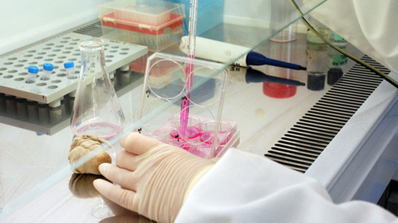 Organigramme des séances des travaux pratiques de cytologie année 2025 site Tunis - Monastir